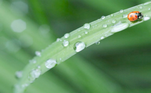 L'eau, une ressource vitale pour la vie des plantes