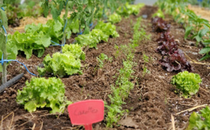 Accompagnons notre potager au lieu de le contrôler!